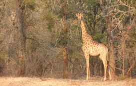 giraffe